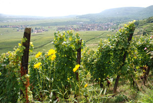 gewurztramier la chapelle