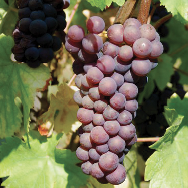 cépage pinot gris