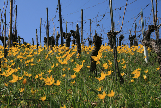 Saison du printemps