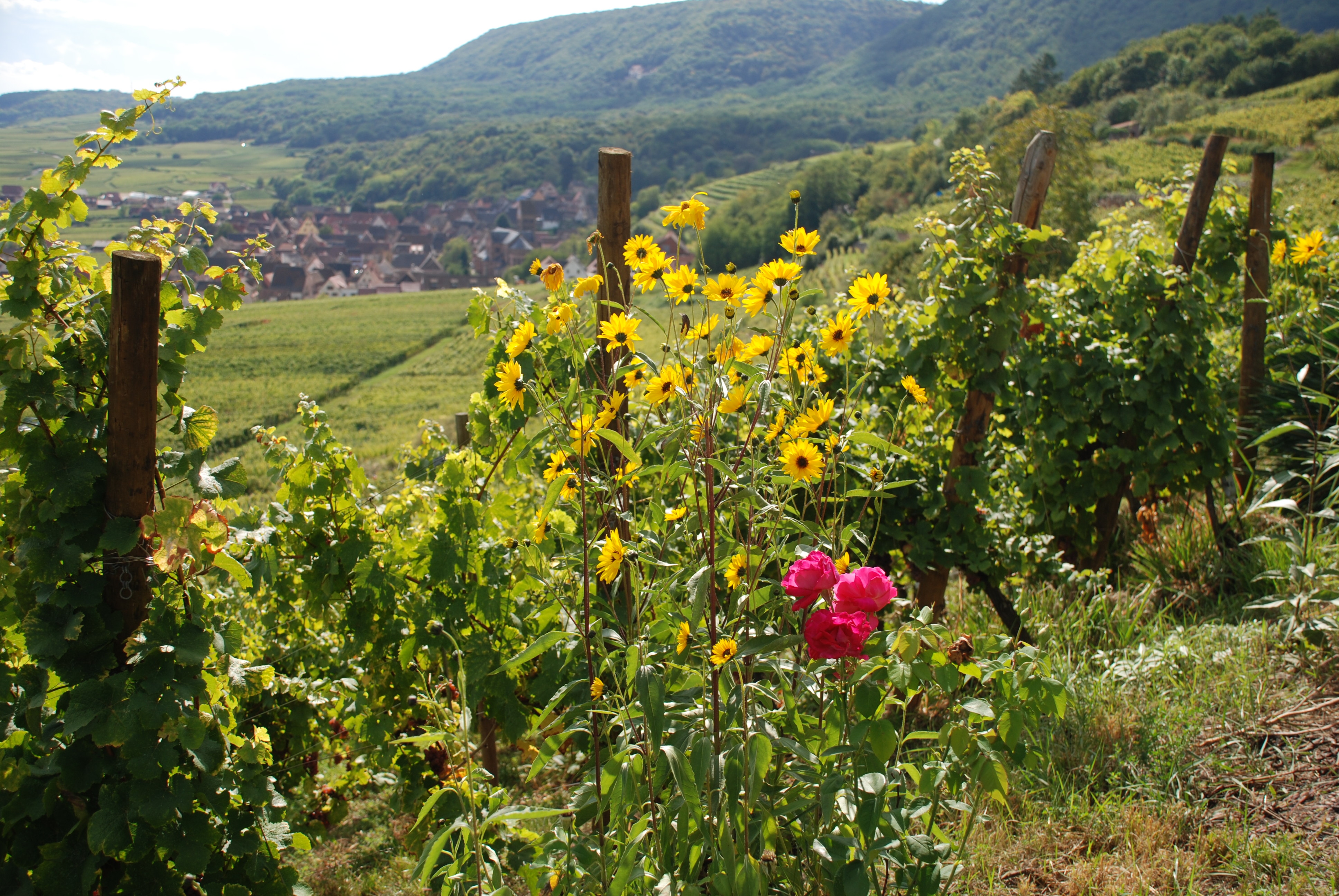 ‘Alsace, un mariage d’amour entre cépages et terroirs ‘ : ‘Le Clos Saint-Imer, une splendeur.’