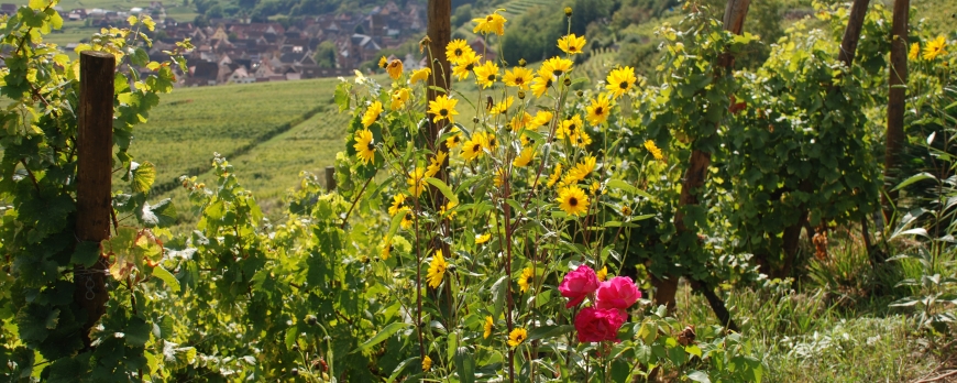 ‘Alsace, un mariage d’amour entre cépages et terroirs ‘ : ‘Le Clos Saint-Imer, une splendeur.’