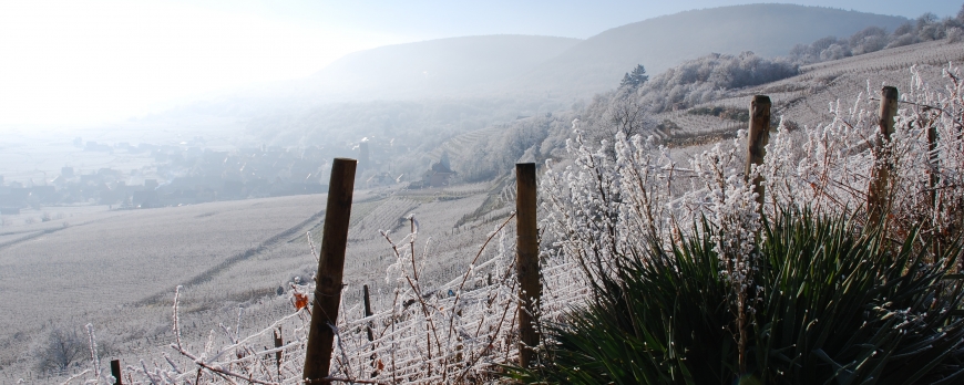 La terre et les vignes se reposent