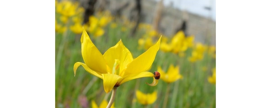 Les tulipes fleurissent dans nos vignes