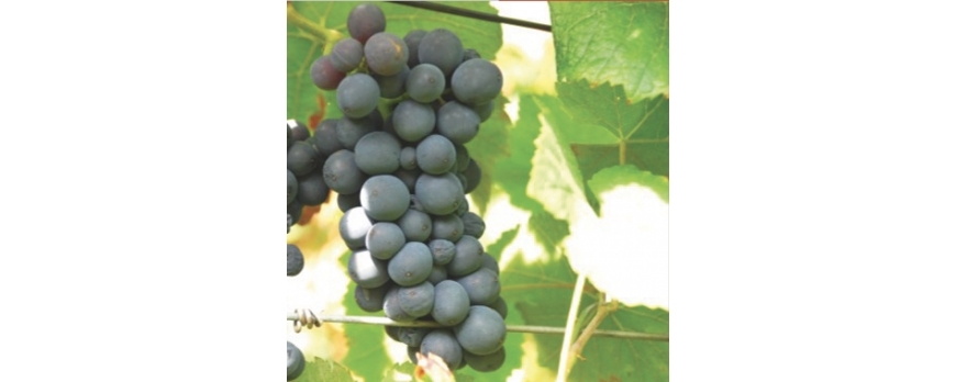 Vendanges