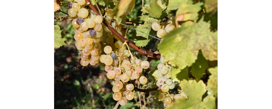 Vendanges