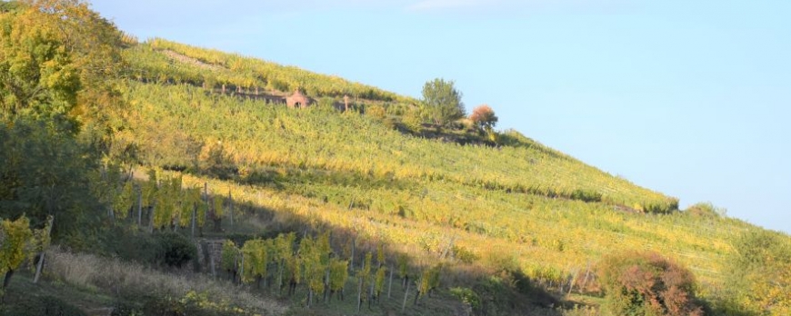 Vendanges au Domaine