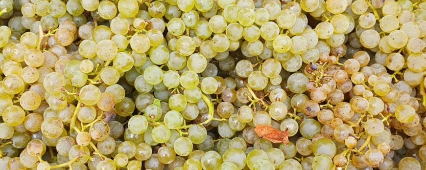 VENDANGES 2022