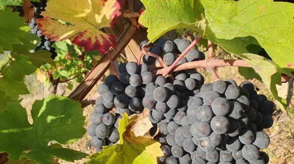 VENDANGES 2023
