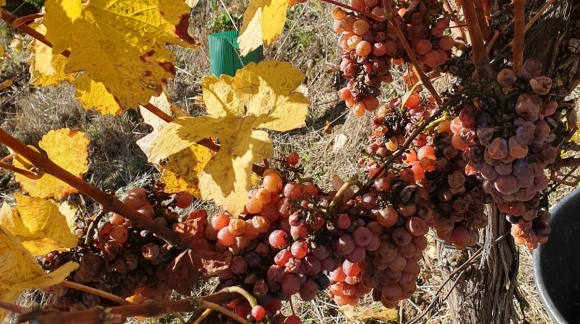 VENDANGES 2023