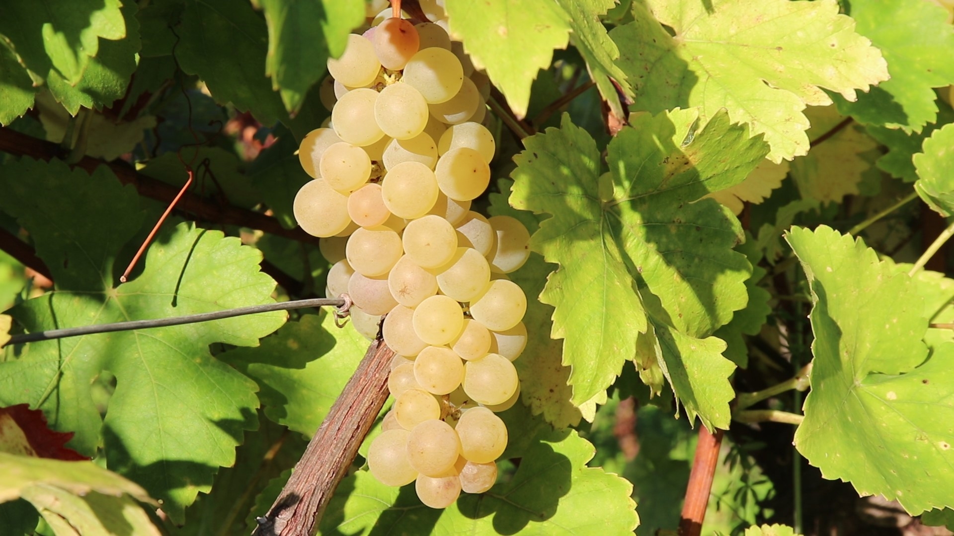 VENDANGES 2025