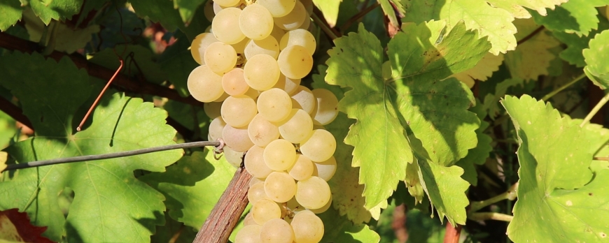 VENDANGES 2025