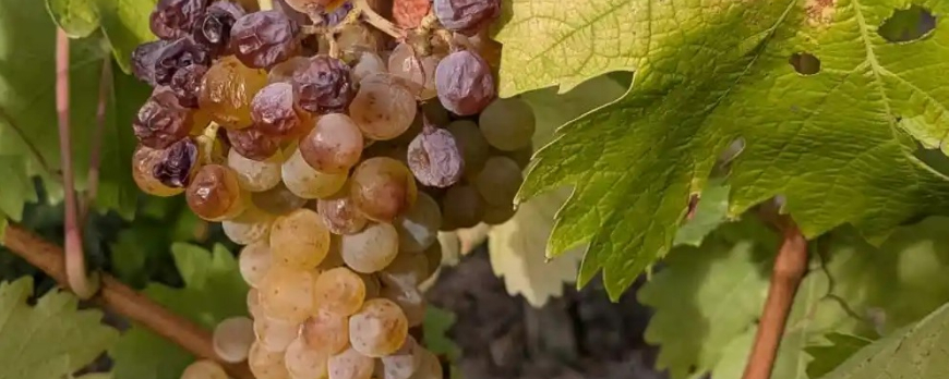 VENDANGES 2026
