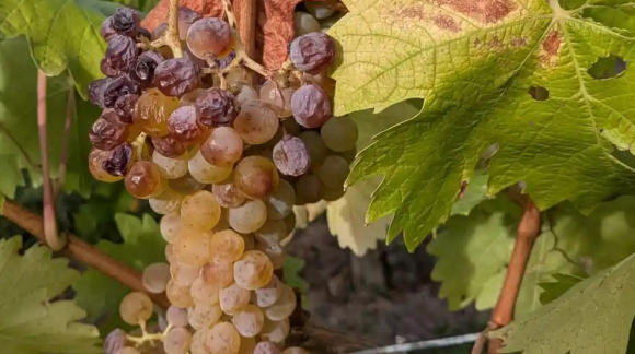 VENDANGES 2026