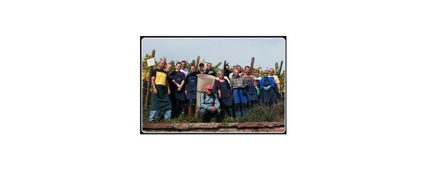 Les vendanges 2012, le bilan