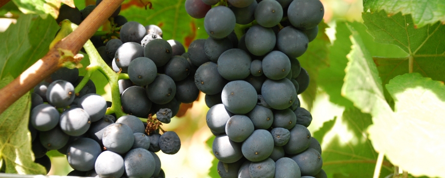 Début des vendanges au Domaine