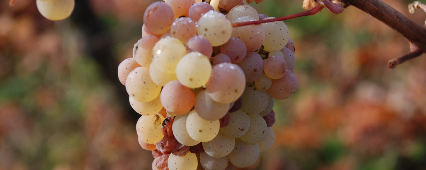 présents au salon des plus grands Riesling du monde