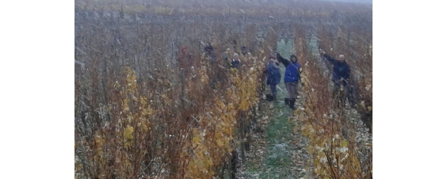 Vendanges 2018 FIN