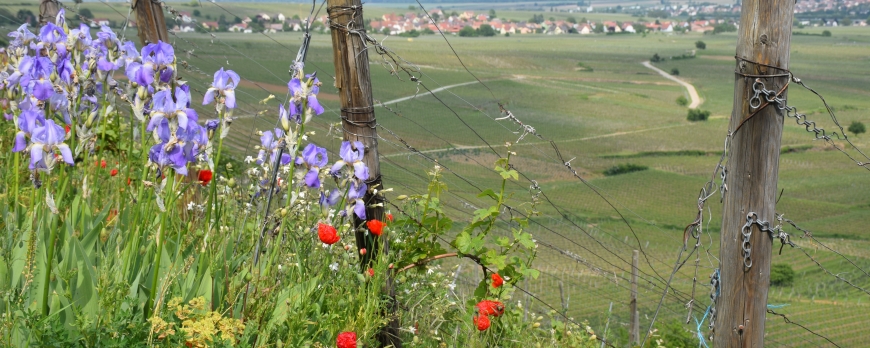 Biodiversité du Clos Saint-Imer