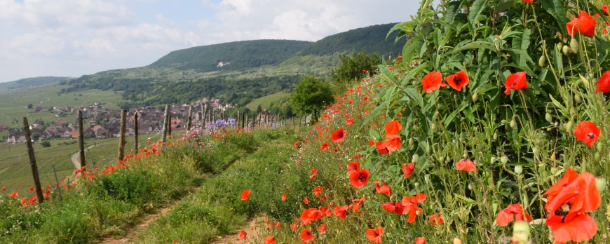 Biodiversité du Clos Saint-Imer