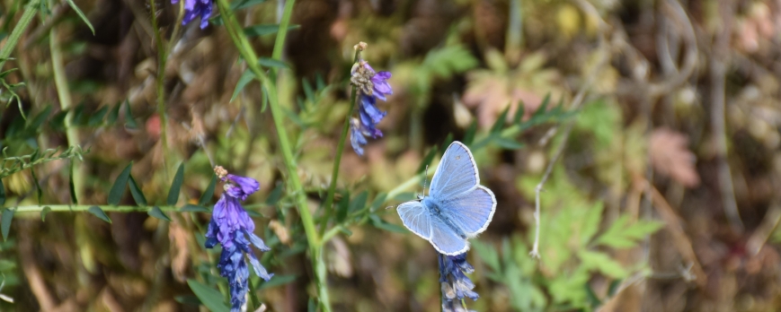 Biodiversité du Clos Saint-Imer