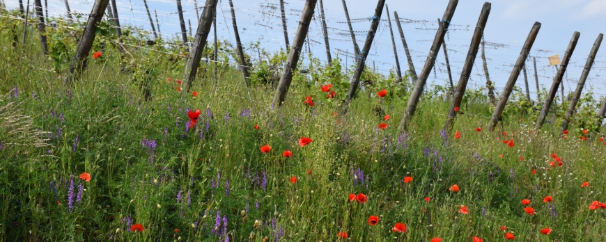 Biodiversité du Clos Saint-Imer