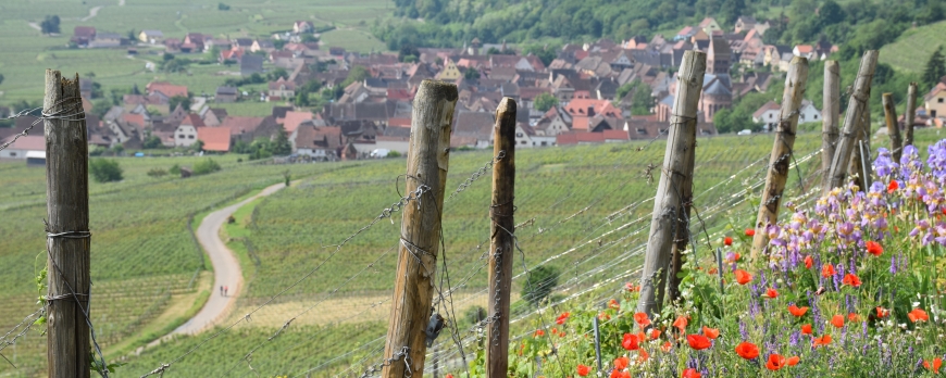 Biodiversité du Clos Saint-Imer