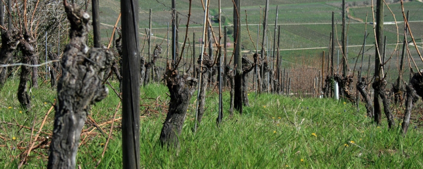 Le printemps et l'été 2014 au Clos Saint-Imer