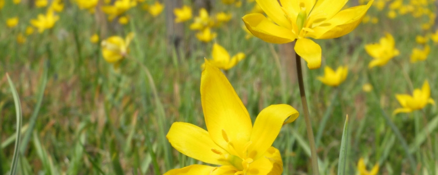 Le printemps et l'été 2014 au Clos Saint-Imer