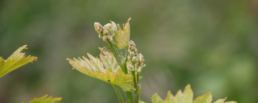 Le printemps et l'été 2014 au Clos Saint-Imer