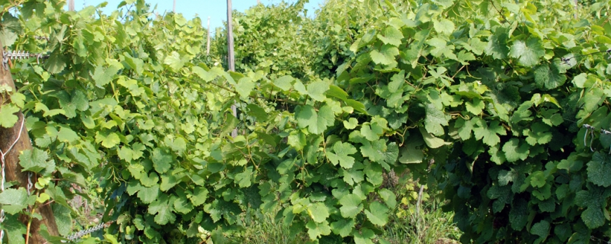 Le printemps et l'été 2014 au Clos Saint-Imer