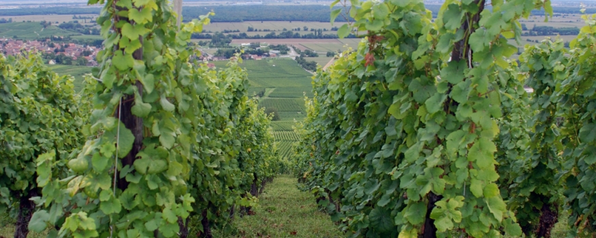 Le printemps et l'été 2014 au Clos Saint-Imer