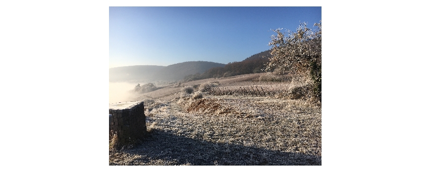 le vignoble s'est engourdi pour les fêtes :)